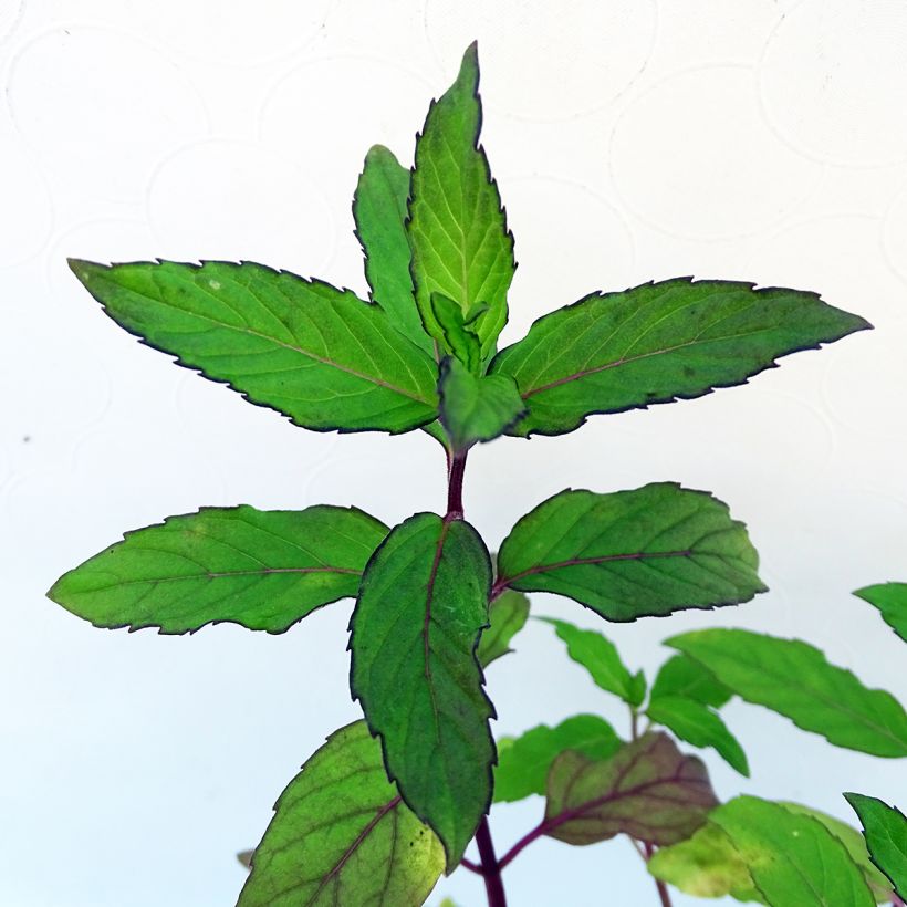 Rundblättrige Minze Ananas - Mentha rotundifolia (Foliage)