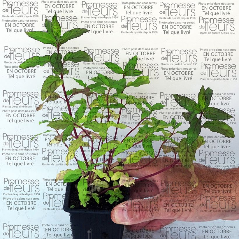 Example of Rundblättrige Minze Ananas - Mentha rotundifolia Kleine Töpfe von 8/9 cm as you get
