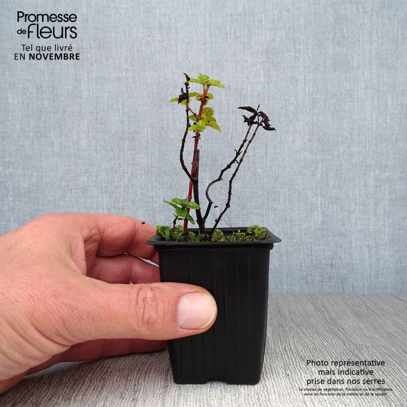 Example of Chinesische Minze - Mentha haplocalyx Kleine Töpfe von 8/9 cm as you get in automne
