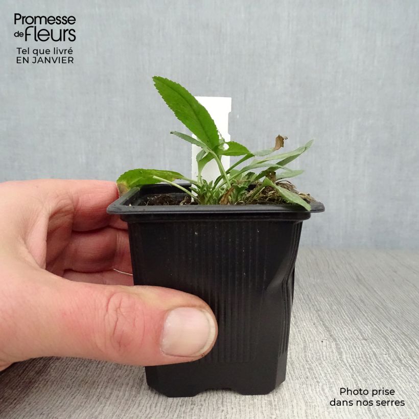 Example of Marienblatt - Tanacetum balsamita Kleine Töpfe von 7/8 cm as you get in hiver