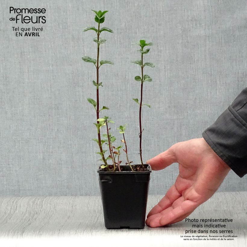 Exemplar von Zitronen-Minze Eau de Cologne Bio - Mentha citrata Kleine Töpfe von 7/8 cm wie im Frühjahr geliefert