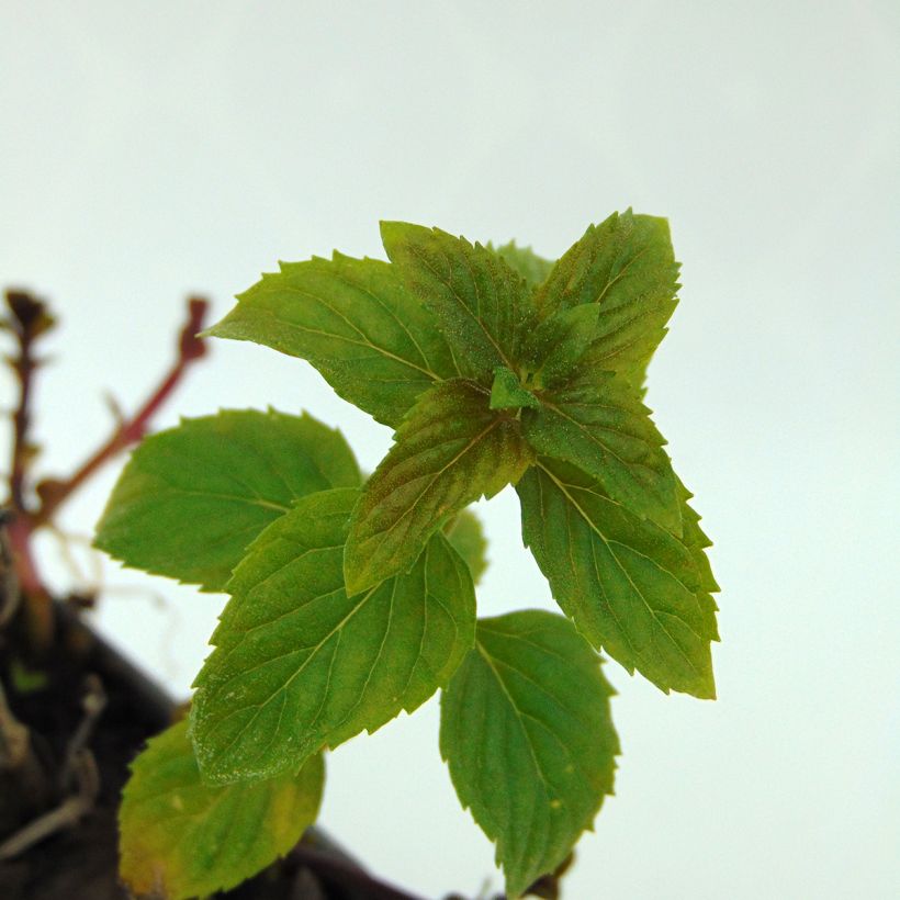 Zitronen-Minze Eau de Cologne Bio - Mentha citrata (Foliage)