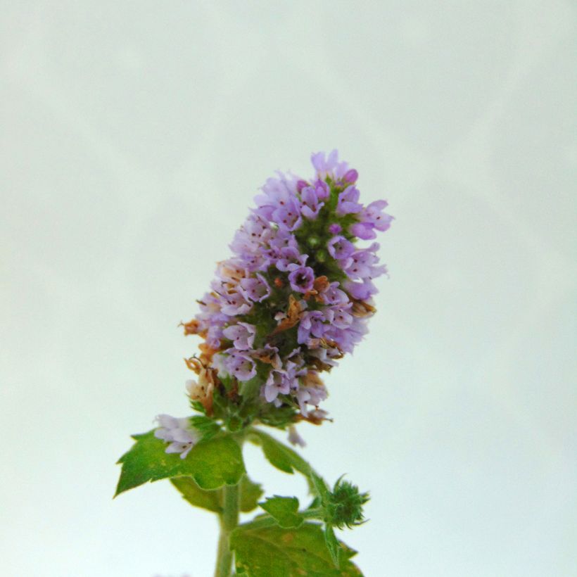 Zitronen-Minze Eau de Cologne Bio - Mentha citrata (Flowering)