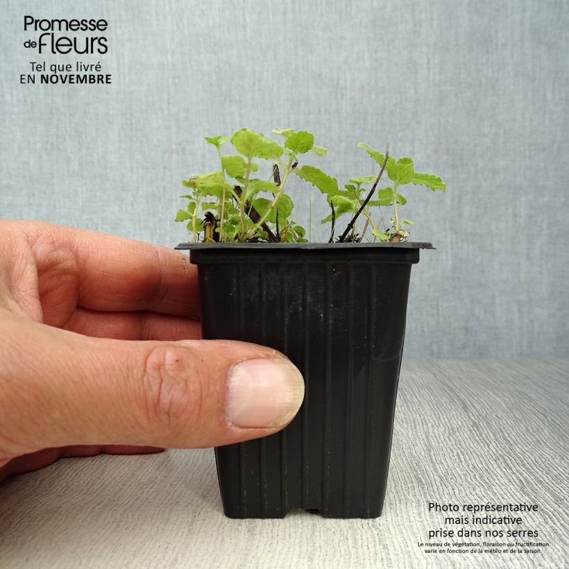 Example of Ähren-Minze Fraise Bio - Mentha spicata Kleine Töpfe von 7/8 cm as you get in automne
