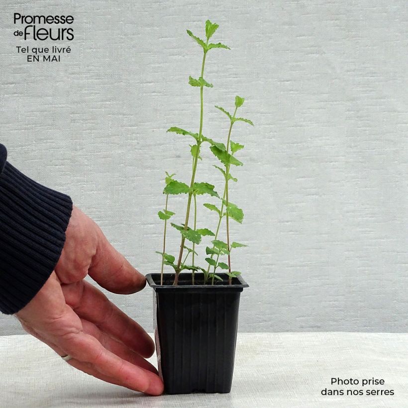 Exemplar von Ähren-Minze Fraise Bio - Mentha spicata Kleine Töpfe von 7/8 cm wie im Frühjahr geliefert