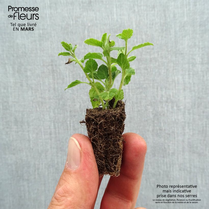 Example of Ähren-Minze Fraise Bio - Mentha spicata Mini-Plug Ø 3/4 cm as you get in printemps