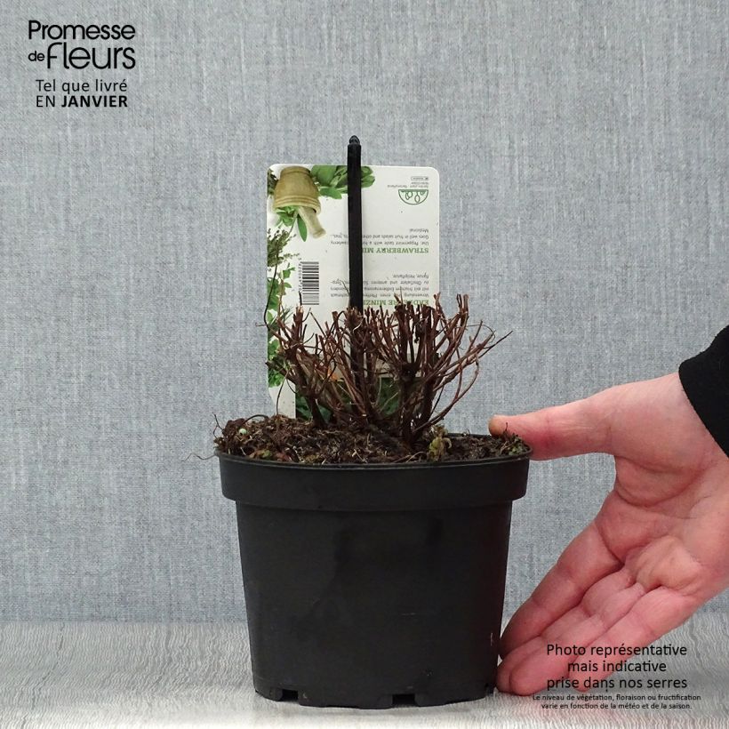 Exemplar von Ähren-Minze Fraise - Mentha spicata Topf mit 1,5L/2L wie im Winter geliefert