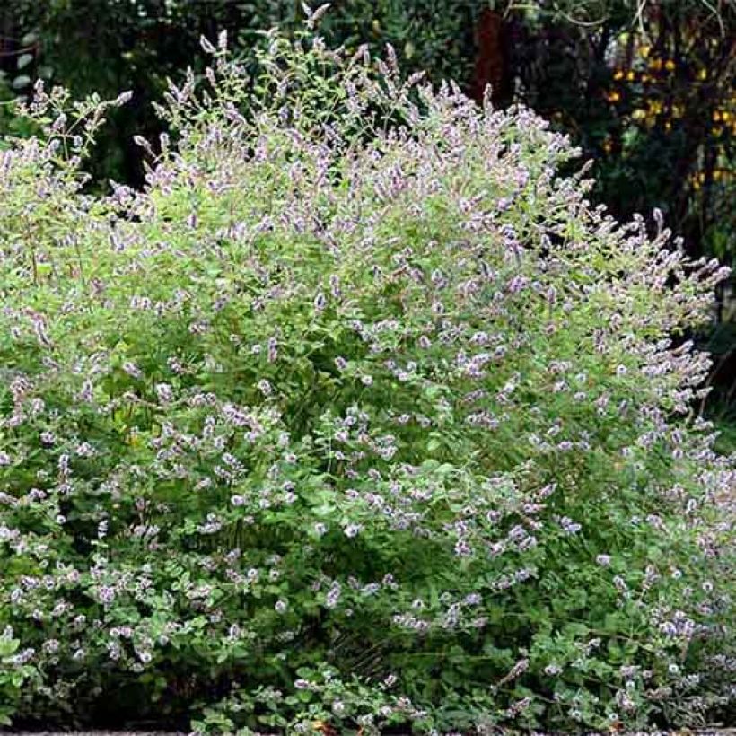 Gatefossé-Minze - Mentha Gattefossei (Plant habit)