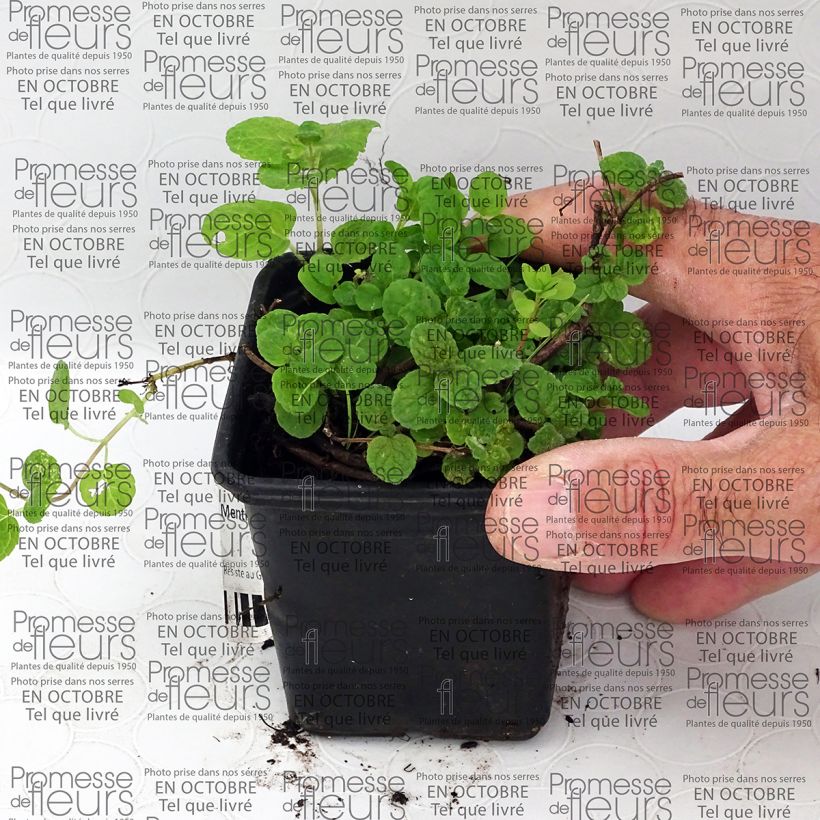 Example of Gatefossé-Minze - Mentha Gattefossei Kleine Töpfe von 8/9 cm as you get