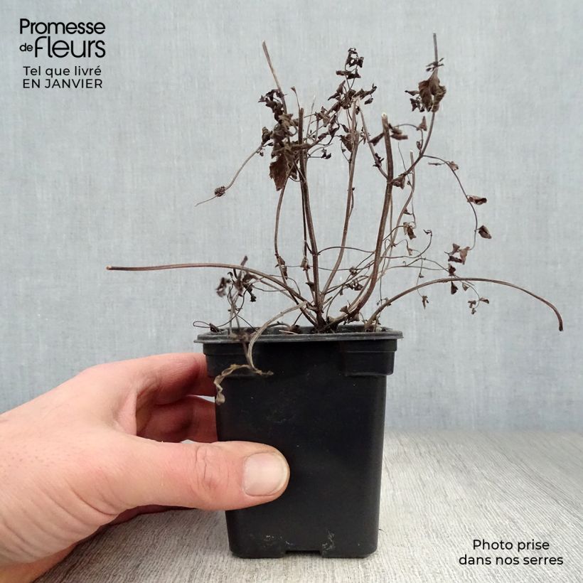 Exemplar von Pfefferminze Ginger Bio - Mentha piperita Kleine Töpfe von 7/8 cm wie im Winter geliefert