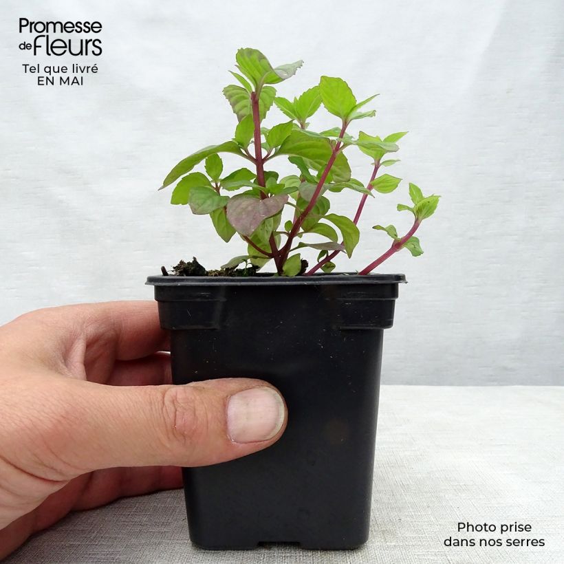Exemplar von Pfefferminze Ginger Bio - Mentha piperita Kleine Töpfe von 7/8 cm wie im Frühjahr geliefert