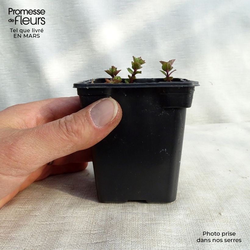 Exemplar von Zitronen-Minze Goût d'Orange - Mentha citrata Kleine Töpfe von 8/9 cm wie im Frühjahr geliefert