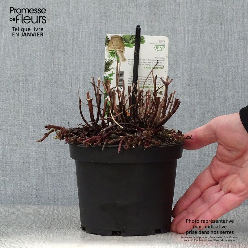 Exemplar von Zitronen-Minze Goût d'Orange - Mentha citrata Topf mit 1,5L/2L wie im Winter geliefert