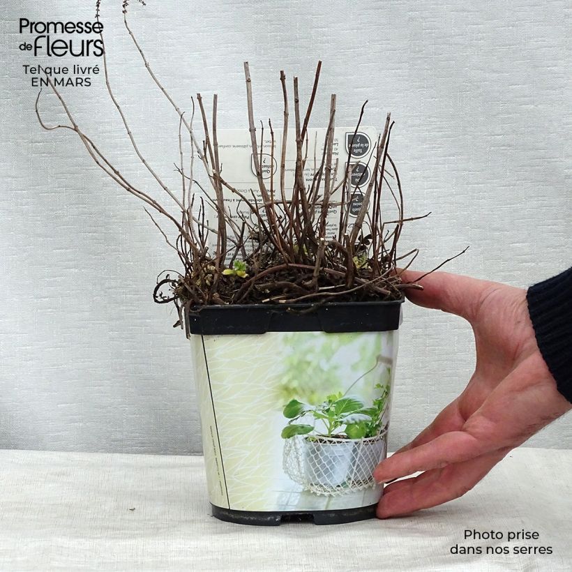 Example of Hemingway-Mint Mojito Bio - Mentha hemingwayensis Topf mit 1L/1,5L as you get in hiver