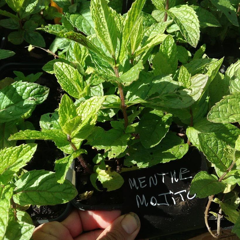 Hemingway-Mint Mojito - Mentha hemingwayensis (Foliage)