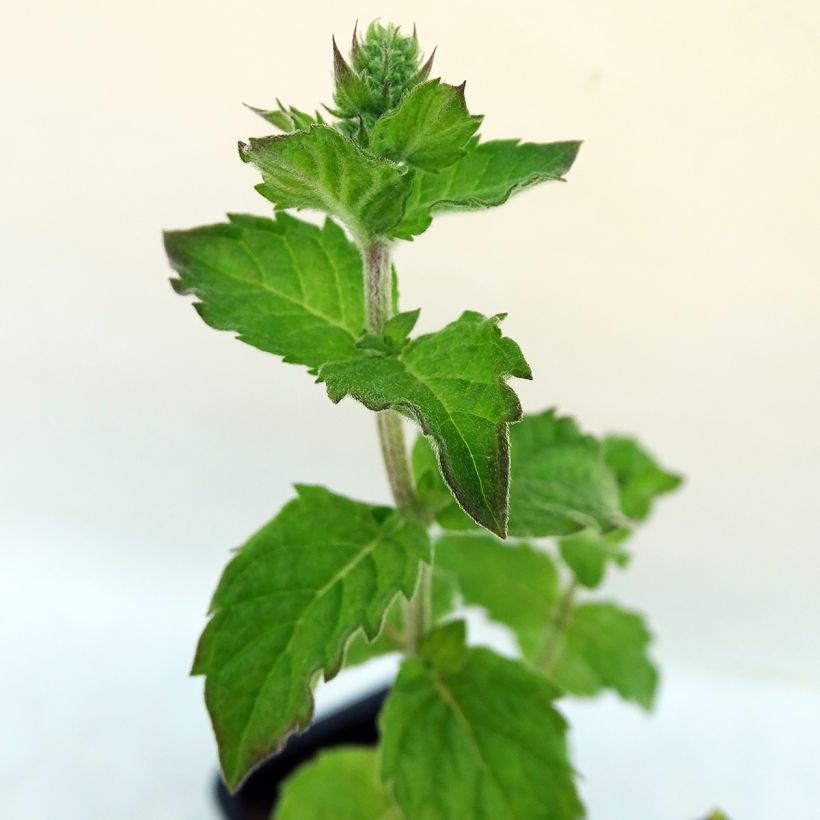 Zitronen-Minze Grapefruit - Mentha citrata (Foliage)