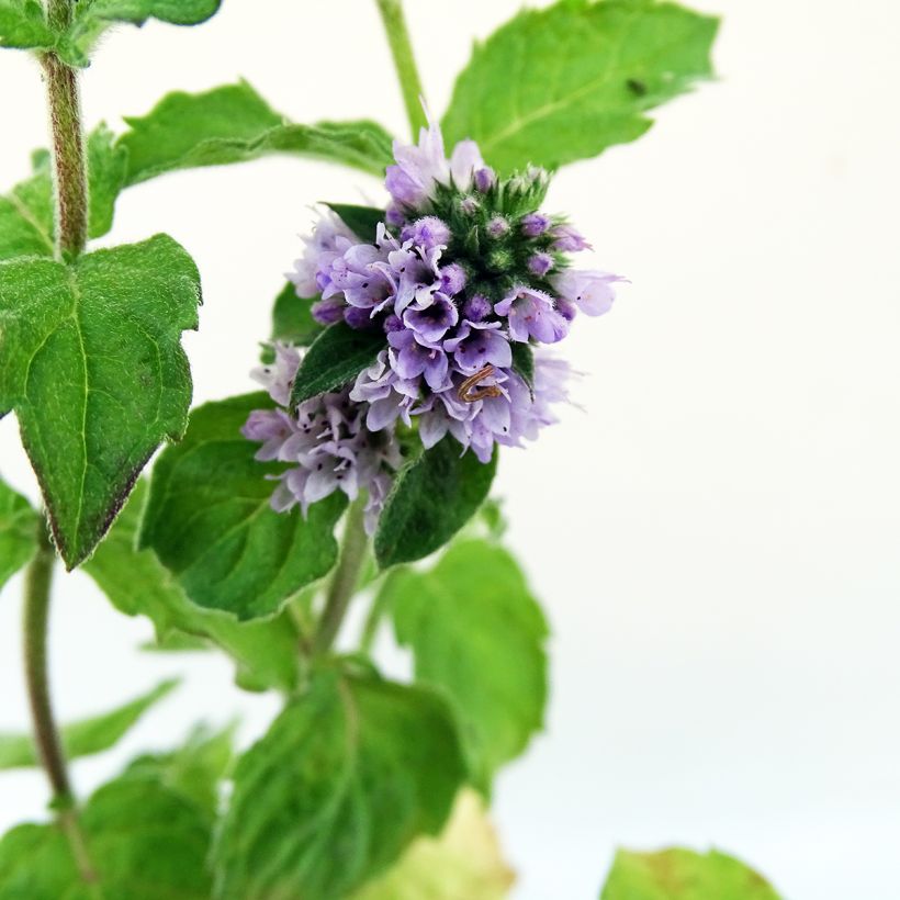 Zitronen-Minze Grapefruit - Mentha citrata (Flowering)