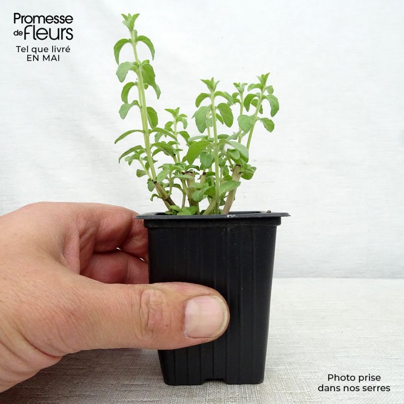 Exemplar von Polei-Minze - Mentha pulegium Kleine Töpfe von 8/9 cm wie im Frühjahr geliefert