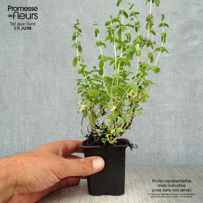 Exemplar von Polei-Minze - Mentha pulegium Kleine Töpfe von 8/9 cm wie im Sommer geliefert