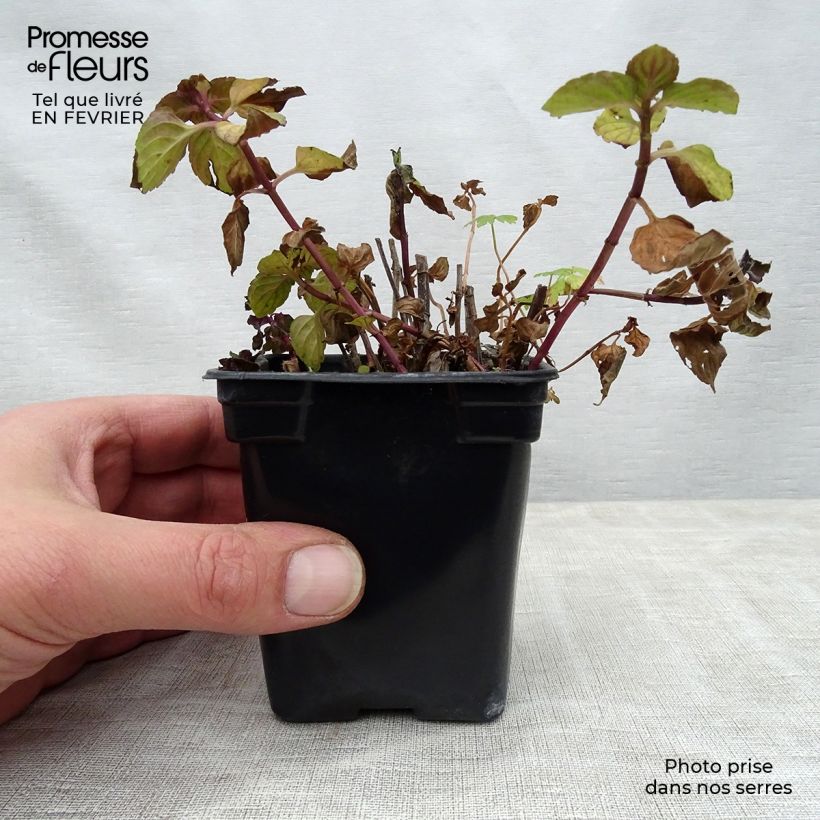 Exemplar von Pfefferminze Réglisse - Mentha piperita Kleine Töpfe von 7/8 cm wie im Winter geliefert