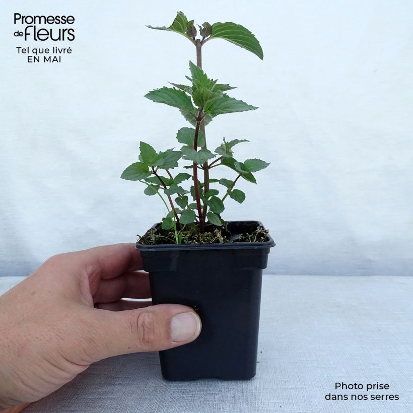 Exemplar von Pfefferminze Réglisse - Mentha piperita Kleine Töpfe von 7/8 cm wie im Frühjahr geliefert