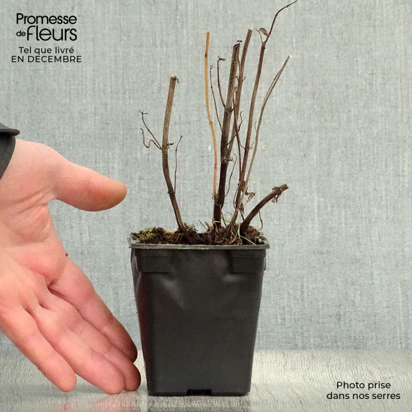 Exemplar von Ähren-Minze Russe - Mentha spicata Kleine Töpfe von 7/8 cm wie im Winter geliefert