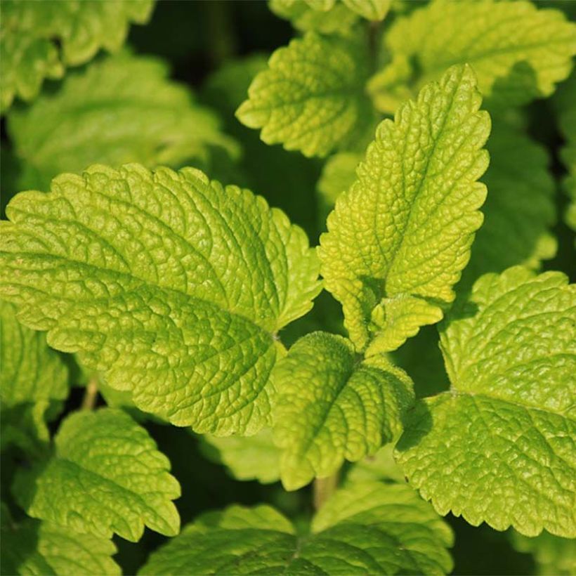 Minze Tunisienne - Mentha (Foliage)
