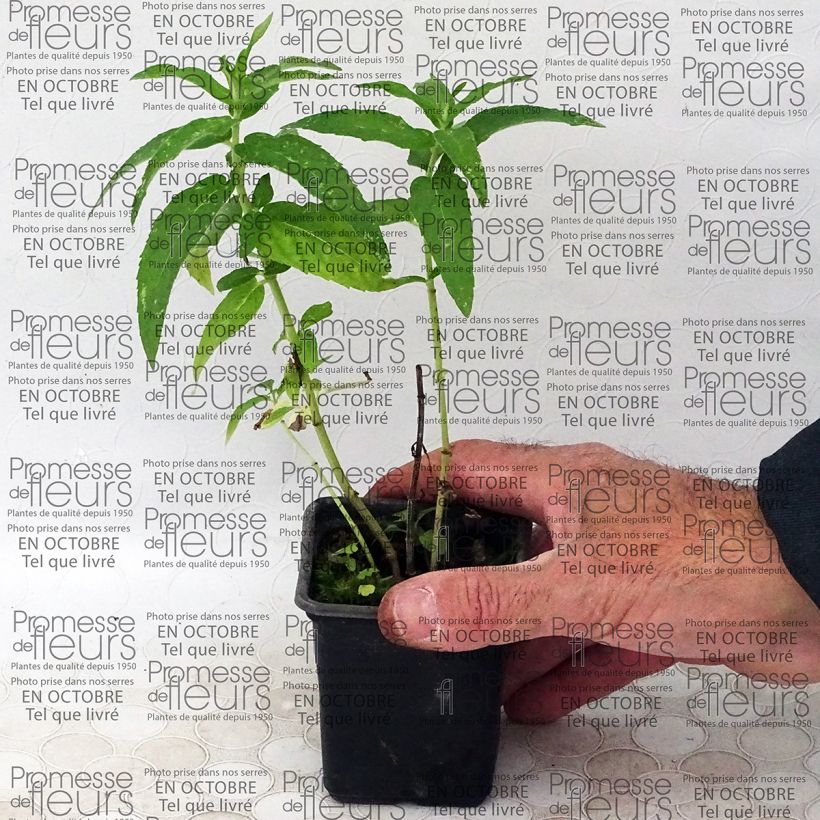 Example of Rossminze capensis - Mentha longifolia Kleine Töpfe von 8/9 cm as you get
