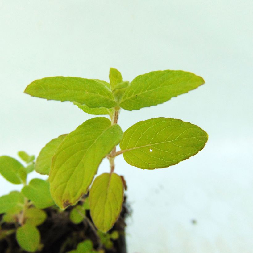 Wasser-Minze - Mentha aquatica (Foliage)