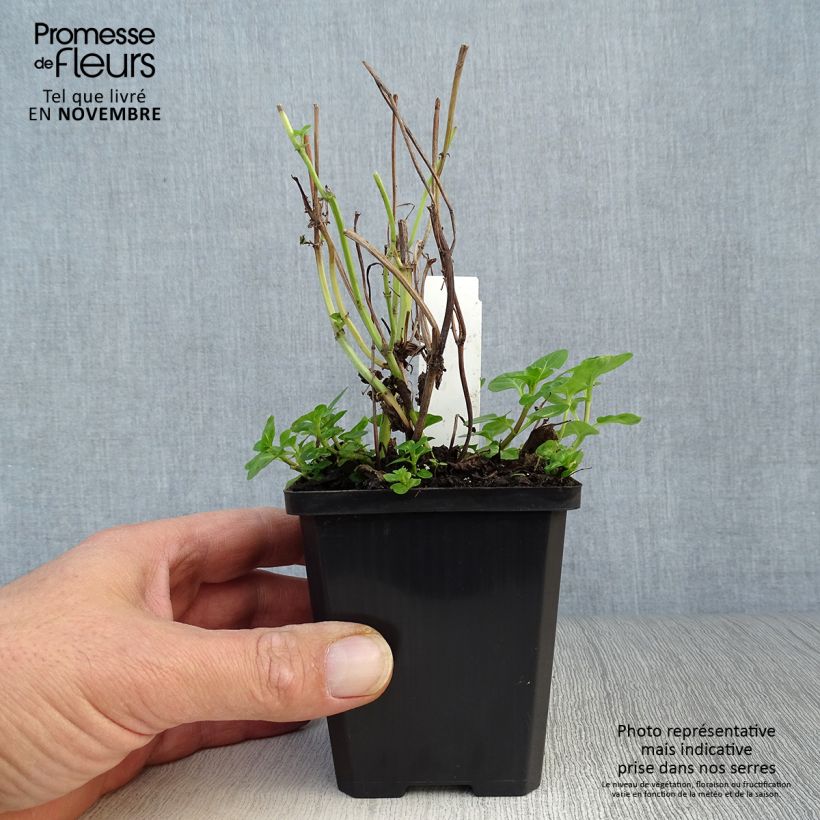 Example of Wasser-Minze - Mentha aquatica Kleine Töpfe von 8/9 cm as you get in automne