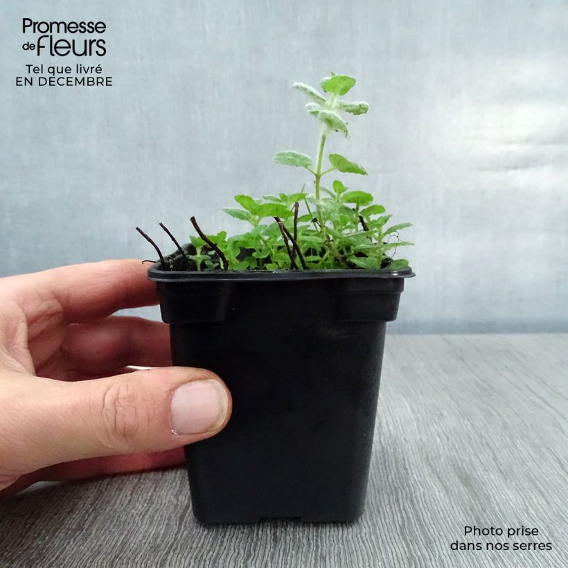 Exemplar von Wasser-Minze - Mentha aquatica Kleine Töpfe von 8/9 cm wie im Winter geliefert