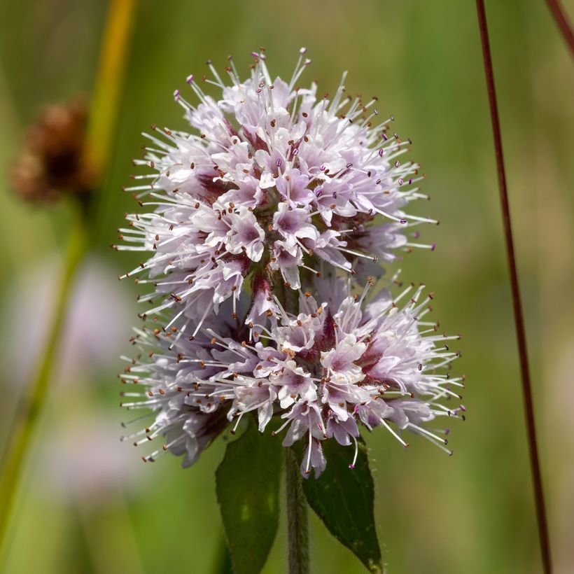 Wasser-Minze - Mentha aquatica (Flowering)