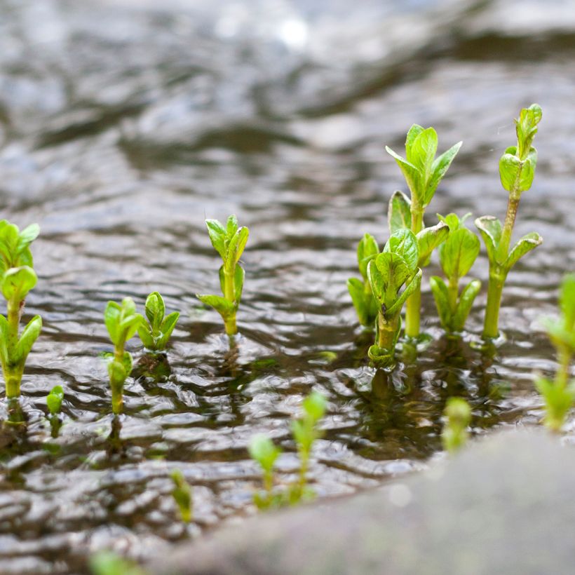 Wasser-Minze - Mentha aquatica (Plant habit)