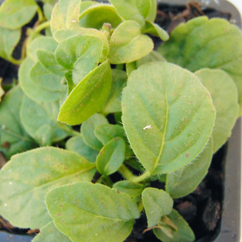 Acker-Minze Banana Bio - Mentha arvensis (Foliage)