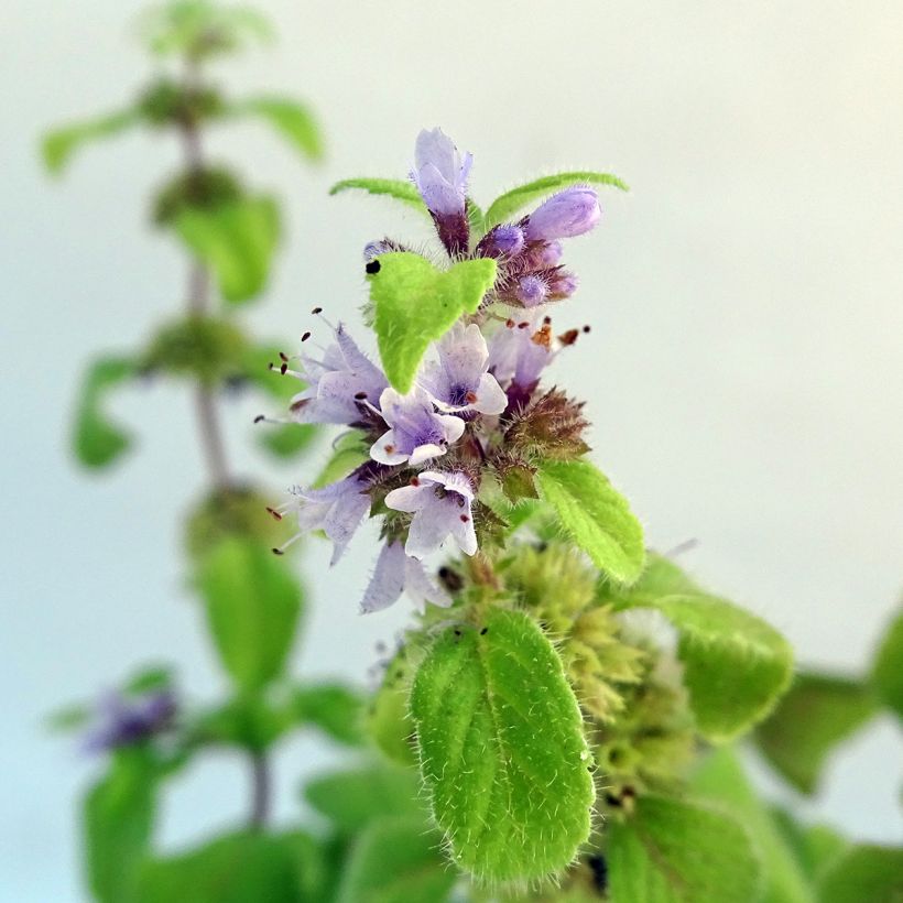 Acker-Minze Banana Bio - Mentha arvensis (Flowering)