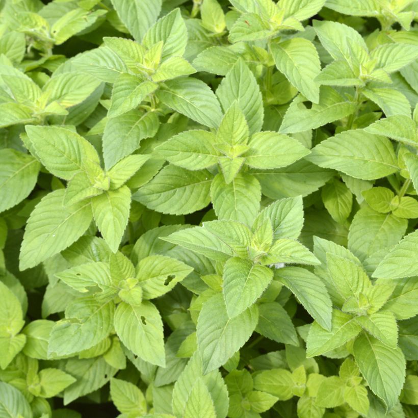Acker-Minze Banana - Mentha arvensis (Foliage)