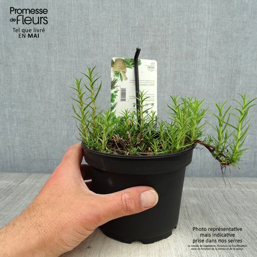 Exemplar von Hirsch-Minze - Mentha cervina Topf mit 1,5L/2L wie im Frühjahr geliefert