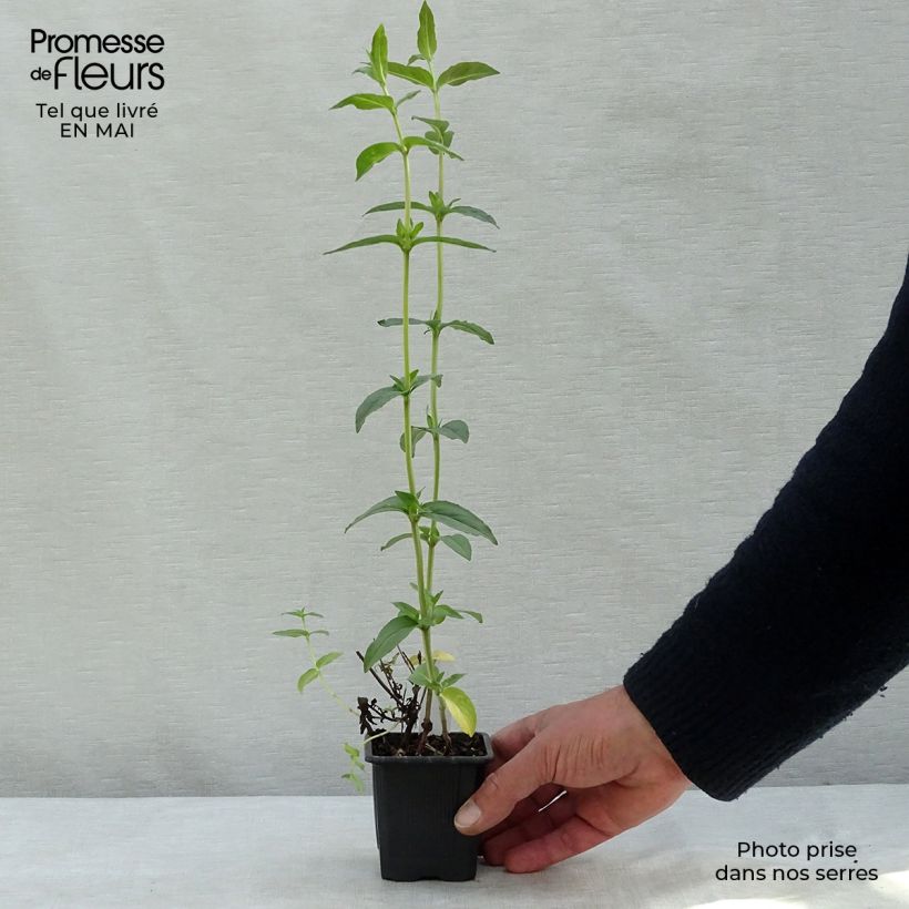 Exemplar von Amerikanische Bergminze - Pycnanthemum muticum Kleine Töpfe von 8/9 cm wie im Frühjahr geliefert