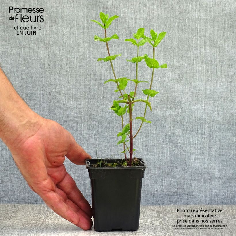 Example of Spanische Minze - Mentha espagnole Kleine Töpfe von 8/9 cm as you get in ete