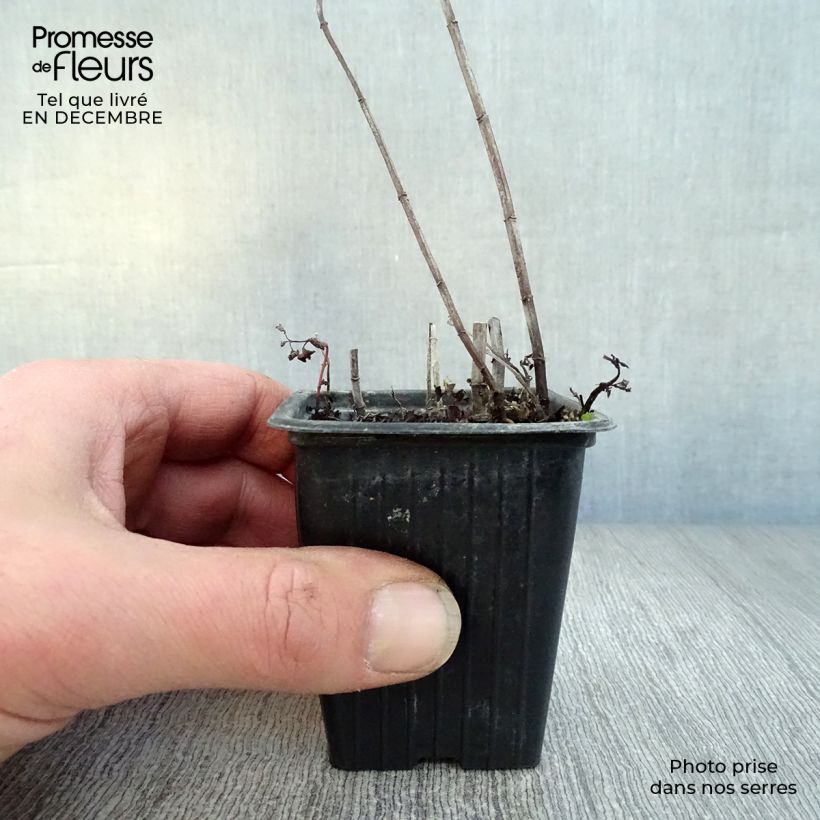 Exemplar von Spanische Minze - Mentha espagnole Kleine Töpfe von 8/9 cm wie im Winter geliefert