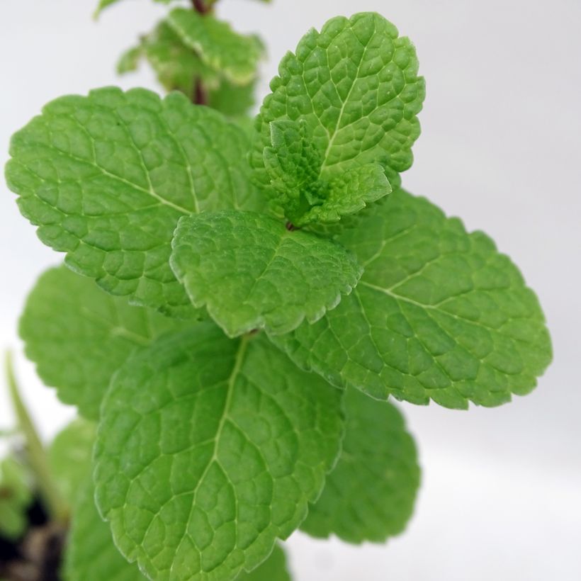 Ähren-Minze Spanish - Mentha spicata (Foliage)