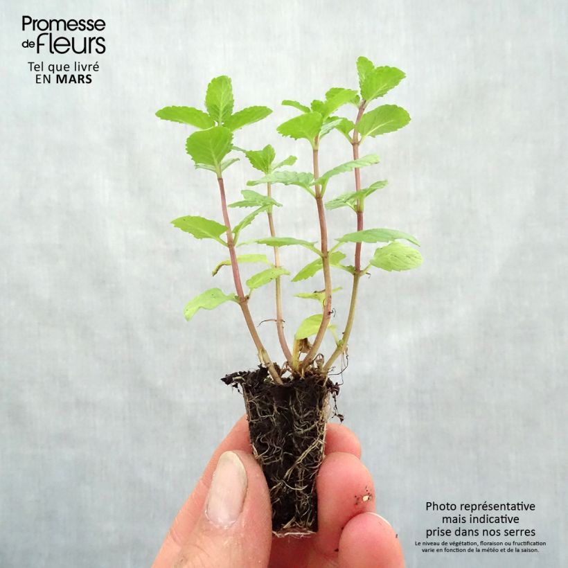 Example of Spanische Minze - Mentha espagnole Mini-Plug Ø 3/4 cm as you get in printemps
