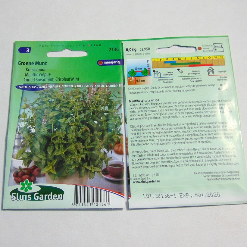 Example of Ähren-Minze Crispata - Mentha spicata per pack of 1800 seeds as you get