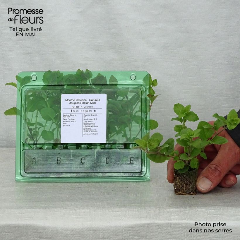 Example of Bohnenkraut Indian Mint - Satureja douglasii Mini-Plug Ø 3/4 cm as you get in printemps