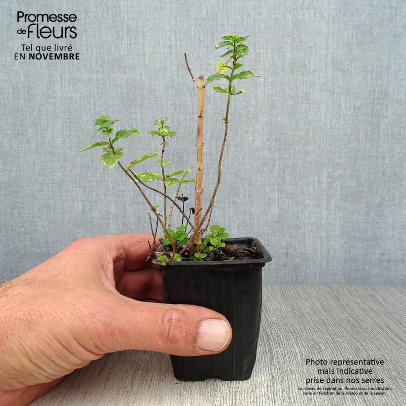 Example of Ähren-Minze Nannah - Mentha spicata Kleine Töpfe von 7/8 cm as you get in automne