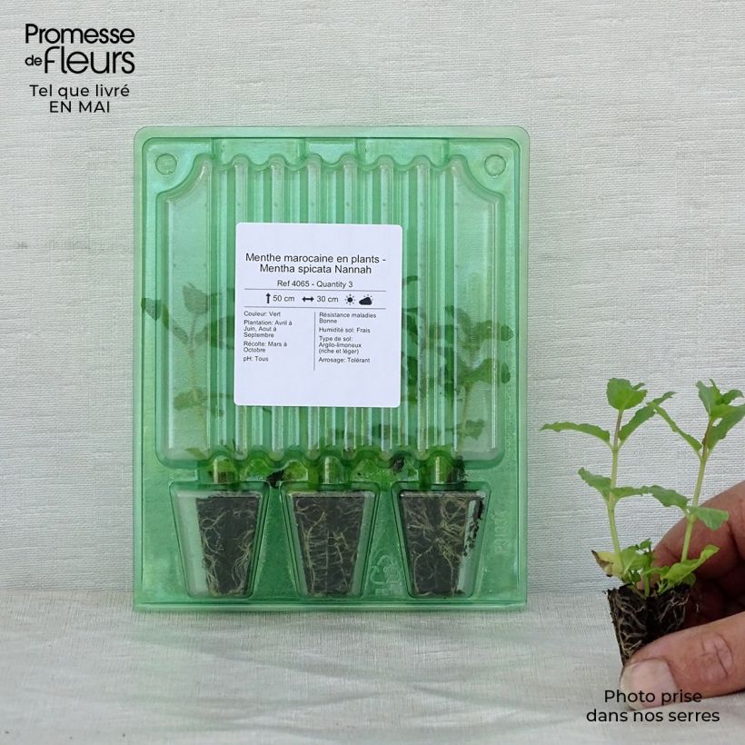Example of Ähren-Minze Nannah (Pflanzen) - Mentha spicata Mini-Plug Ø 3/4 cm as you get in printemps