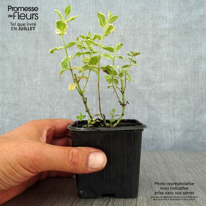 Exemplar von Rundblättrige Minze Variegata - Mentha suaveolens Kleine Töpfe von 8/9 cm wie im Sommer geliefert