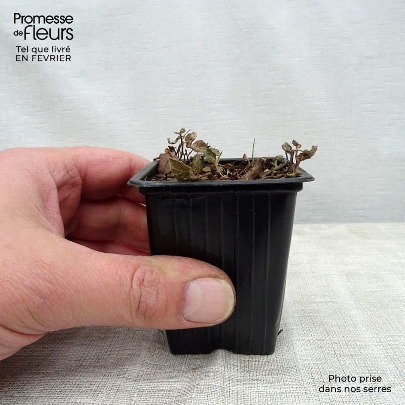 Example of Rundblättrige Minze Pinedo - Mentha suaveolens Topf 10 cm/11cm as you get in hiver