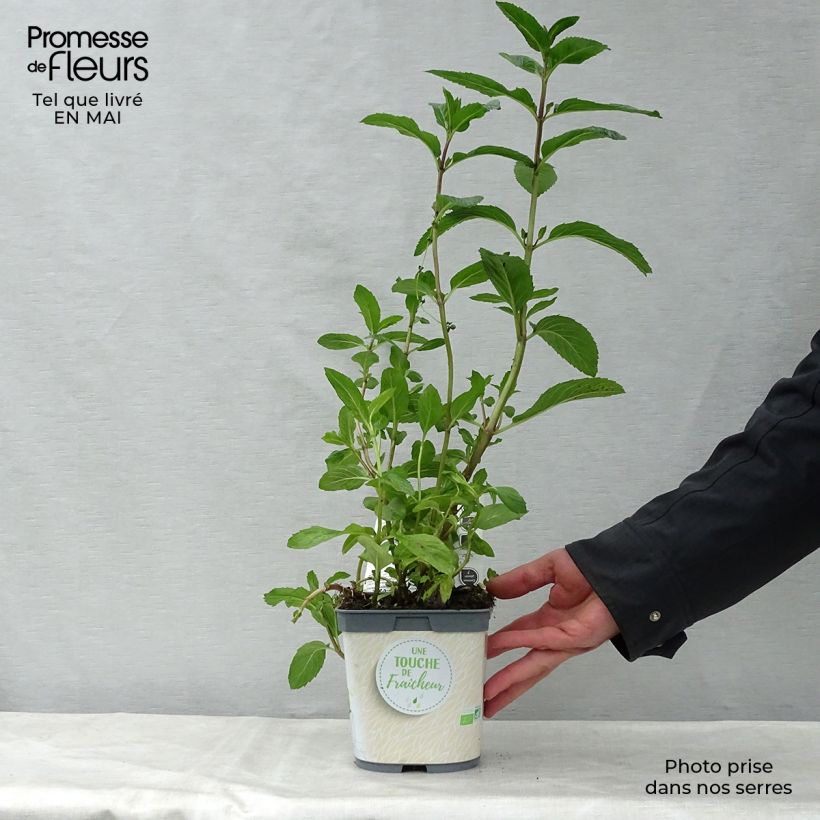 Exemplar von Pfefferminze Bio - Mentha piperita Kleine Töpfe von 7/8 cm wie im Frühjahr geliefert