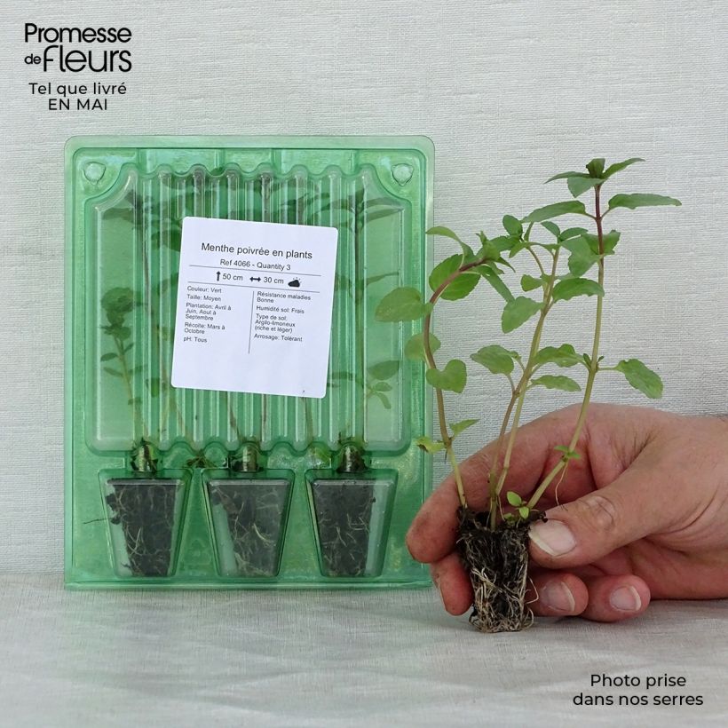 Example of Pfefferminze (Pflanzen) - Mentha piperita Mini-Plug Ø 3/4 cm as you get in printemps